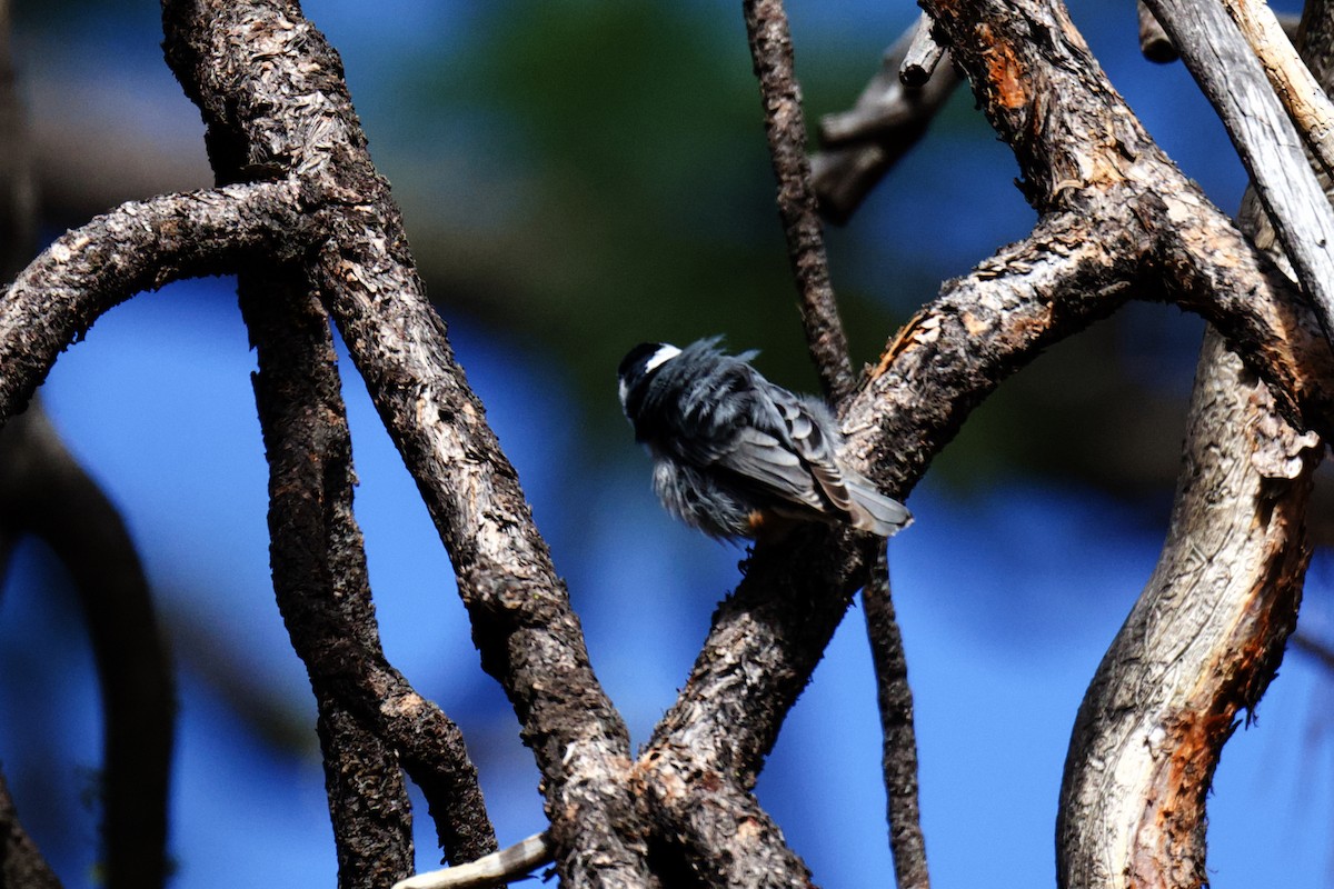 White-breasted Nuthatch - ML620038441