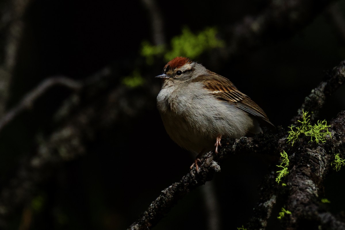 Chipping Sparrow - ML620038445