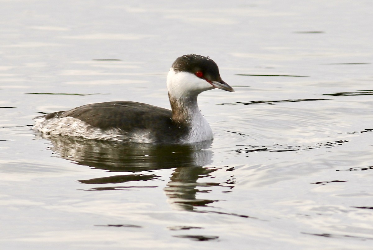 Horned Grebe - ML620038446