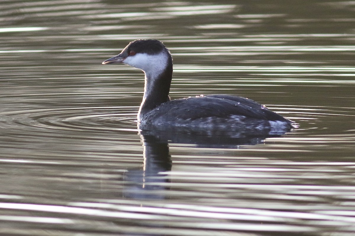 Horned Grebe - ML620038449