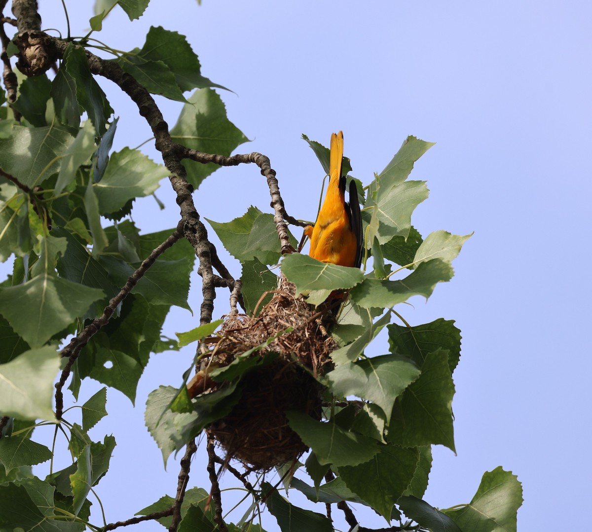 Baltimore Oriole - ML620038464