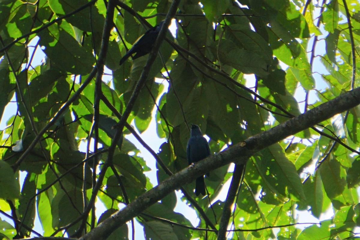 Opal-crowned Tanager - ML620038467