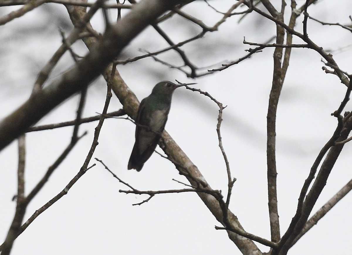 kolibřík zrcadlový - ML620038486
