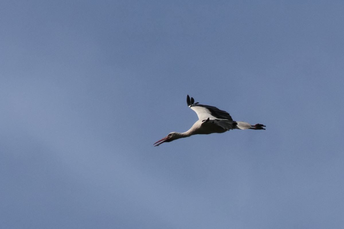 White Stork - ML620038489