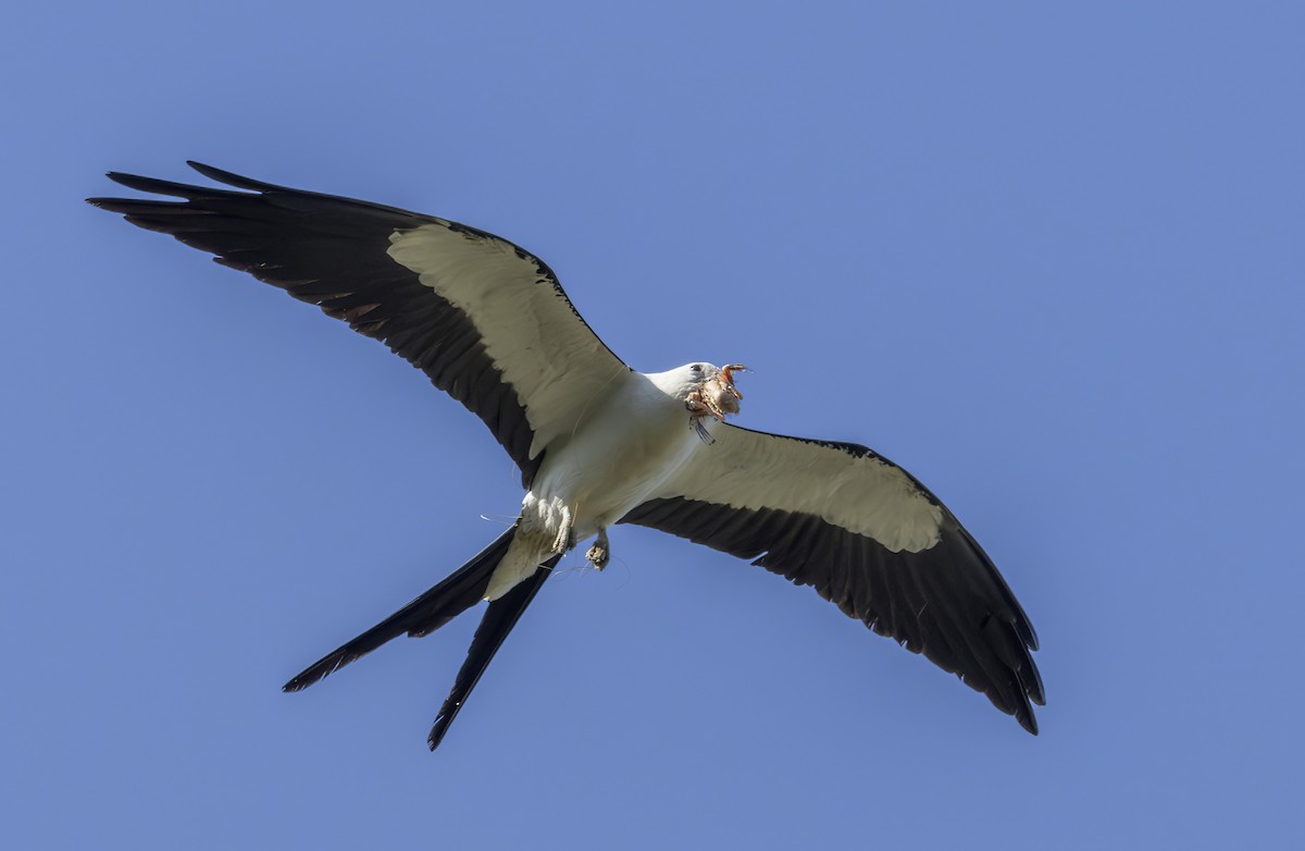 Swallow-tailed Kite - ML620038496