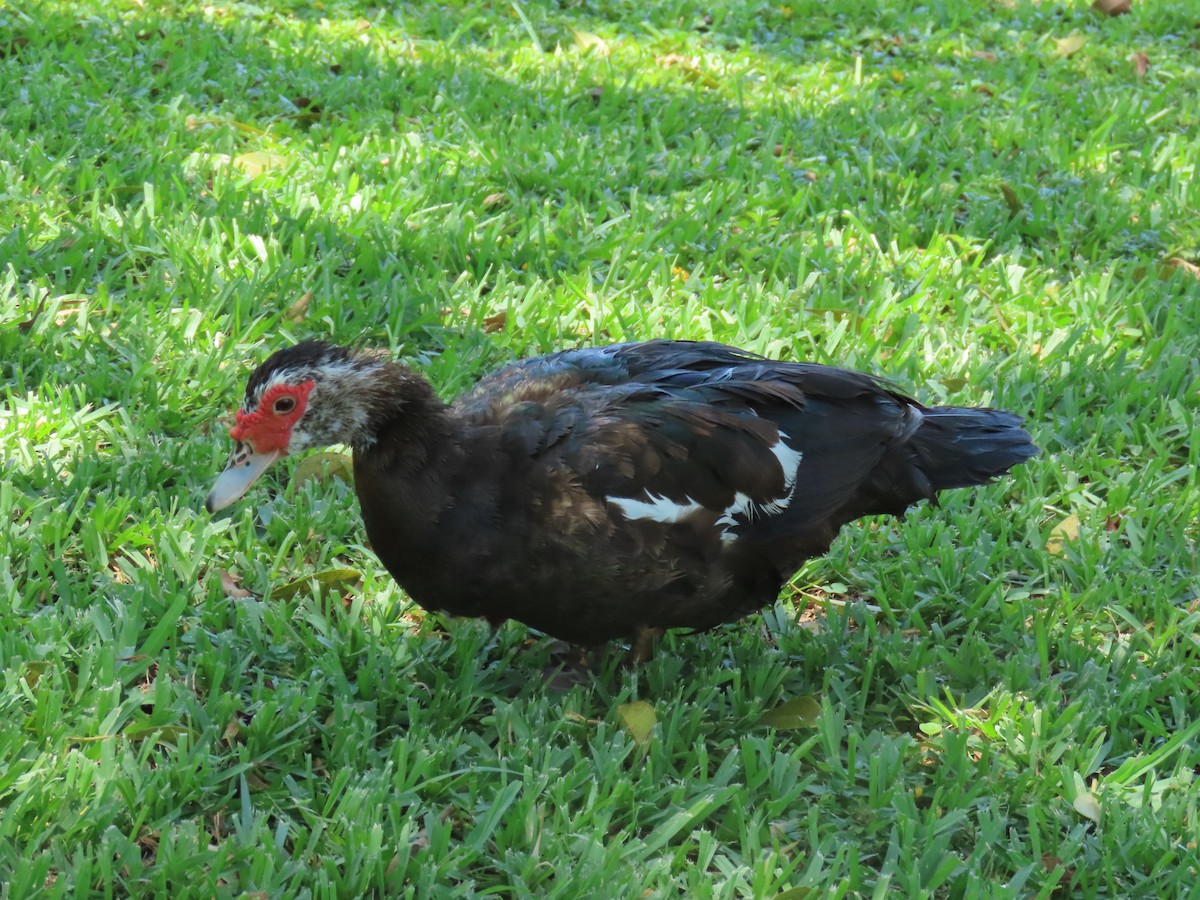 Muscovy Duck (Domestic type) - ML620038498