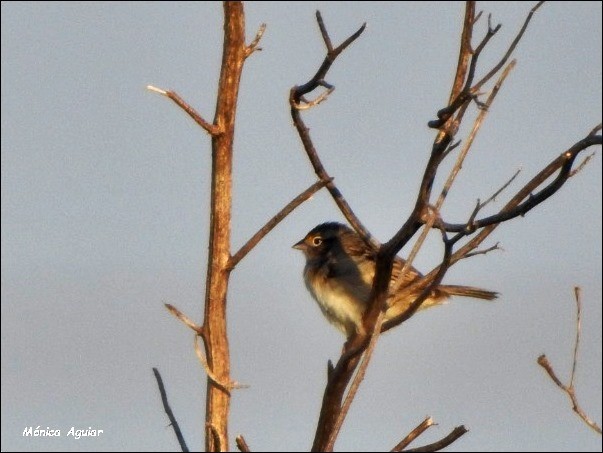 Grassland Sparrow - ML620038503