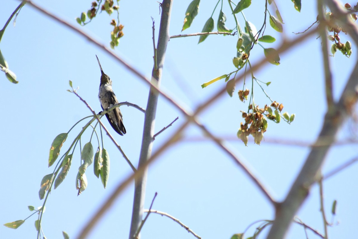 kolibřík achátový - ML620038505