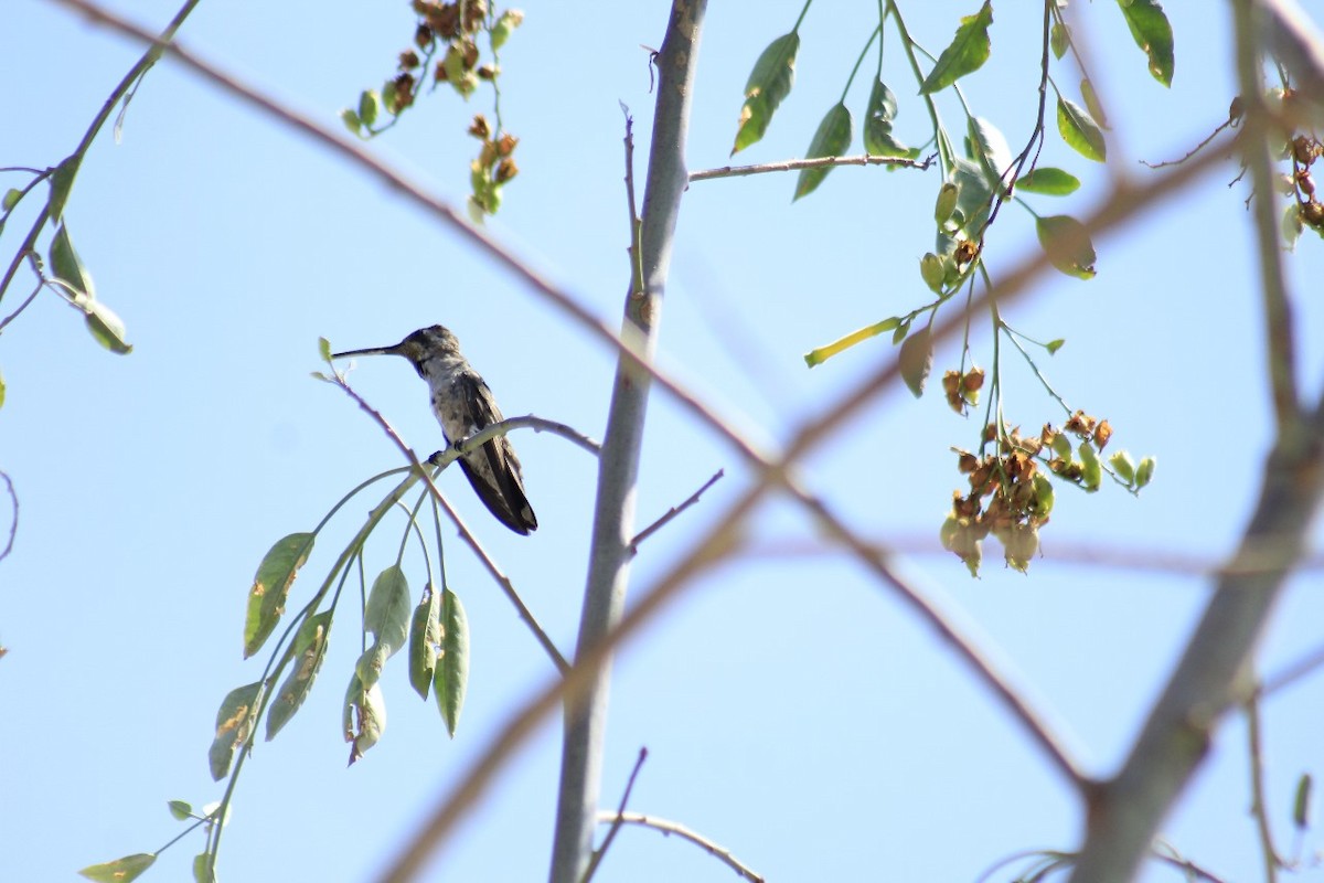 Plain-capped Starthroat - ML620038506