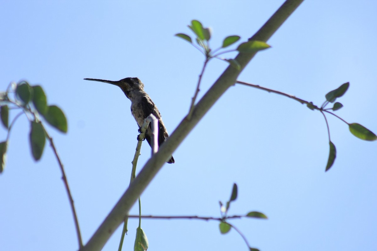 kolibřík achátový - ML620038508