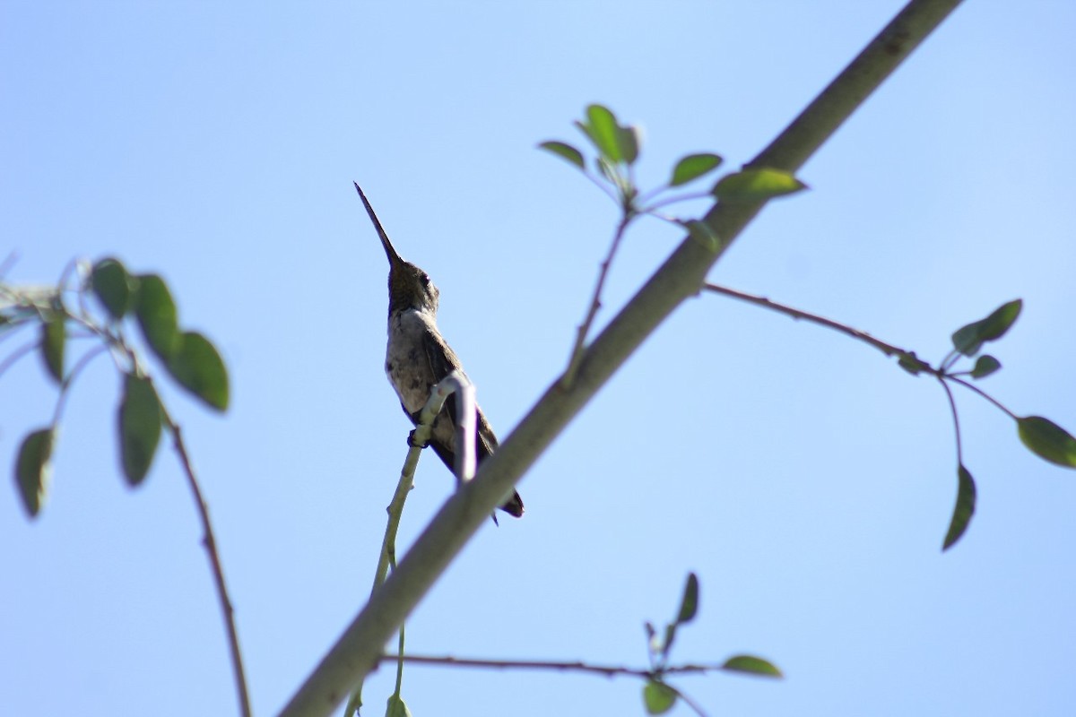 Plain-capped Starthroat - ML620038510