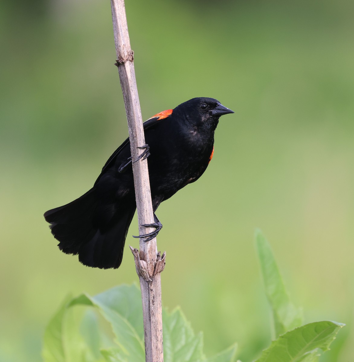 Red-winged Blackbird - ML620038511