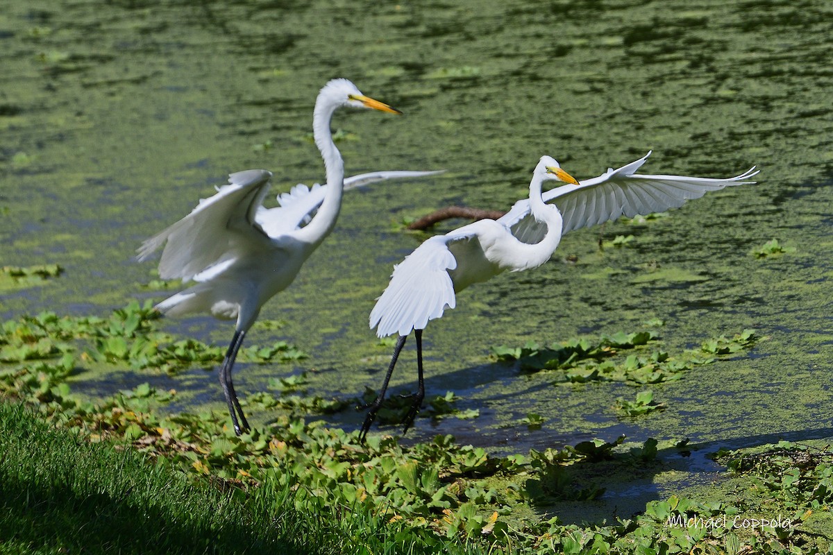 Great Egret - ML620038515