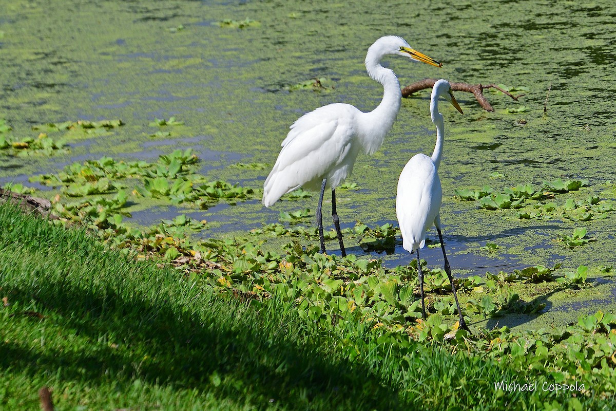 Great Egret - ML620038516