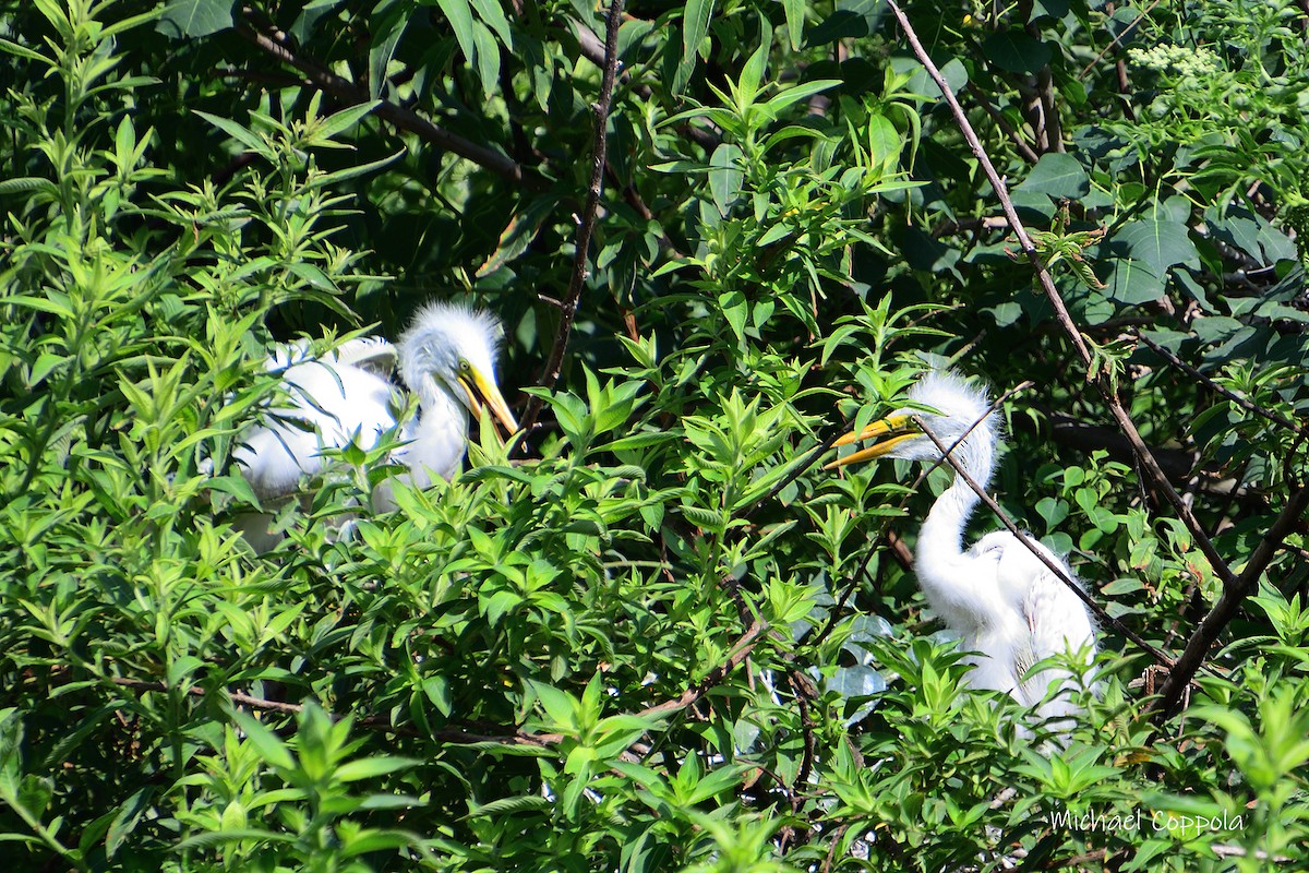 Great Egret - ML620038517