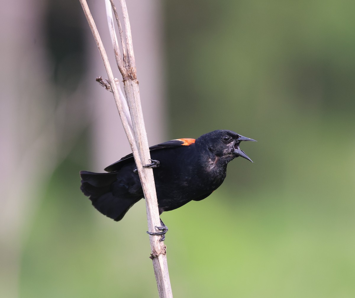 Red-winged Blackbird - ML620038530