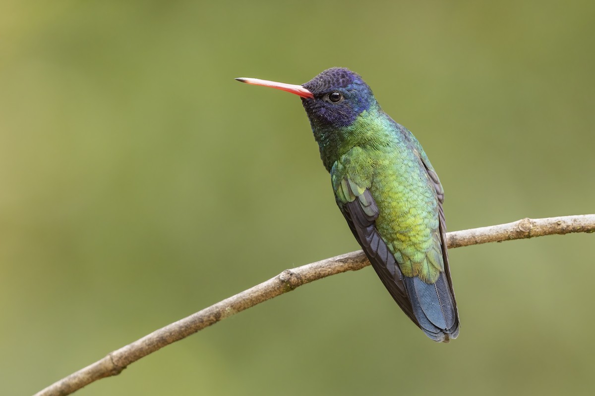 kolibřík modrohlavý - ML620038531