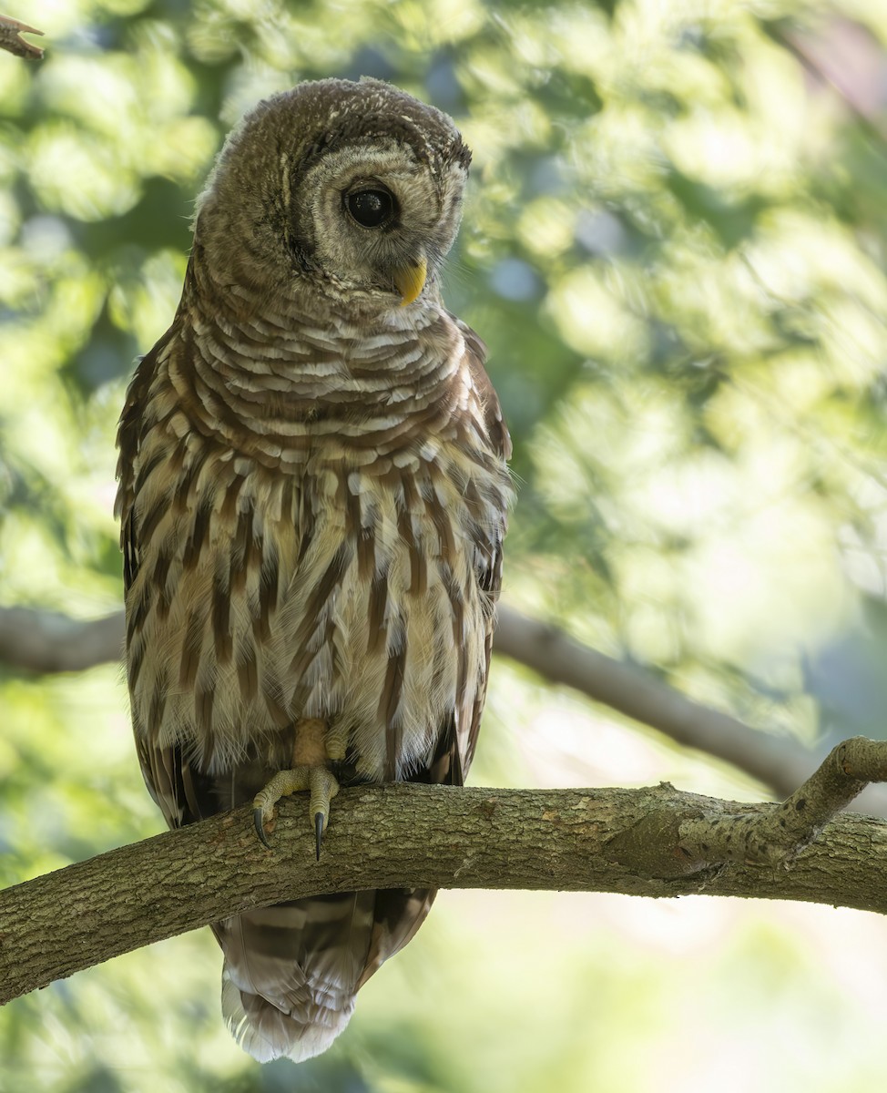 Barred Owl - ML620038547