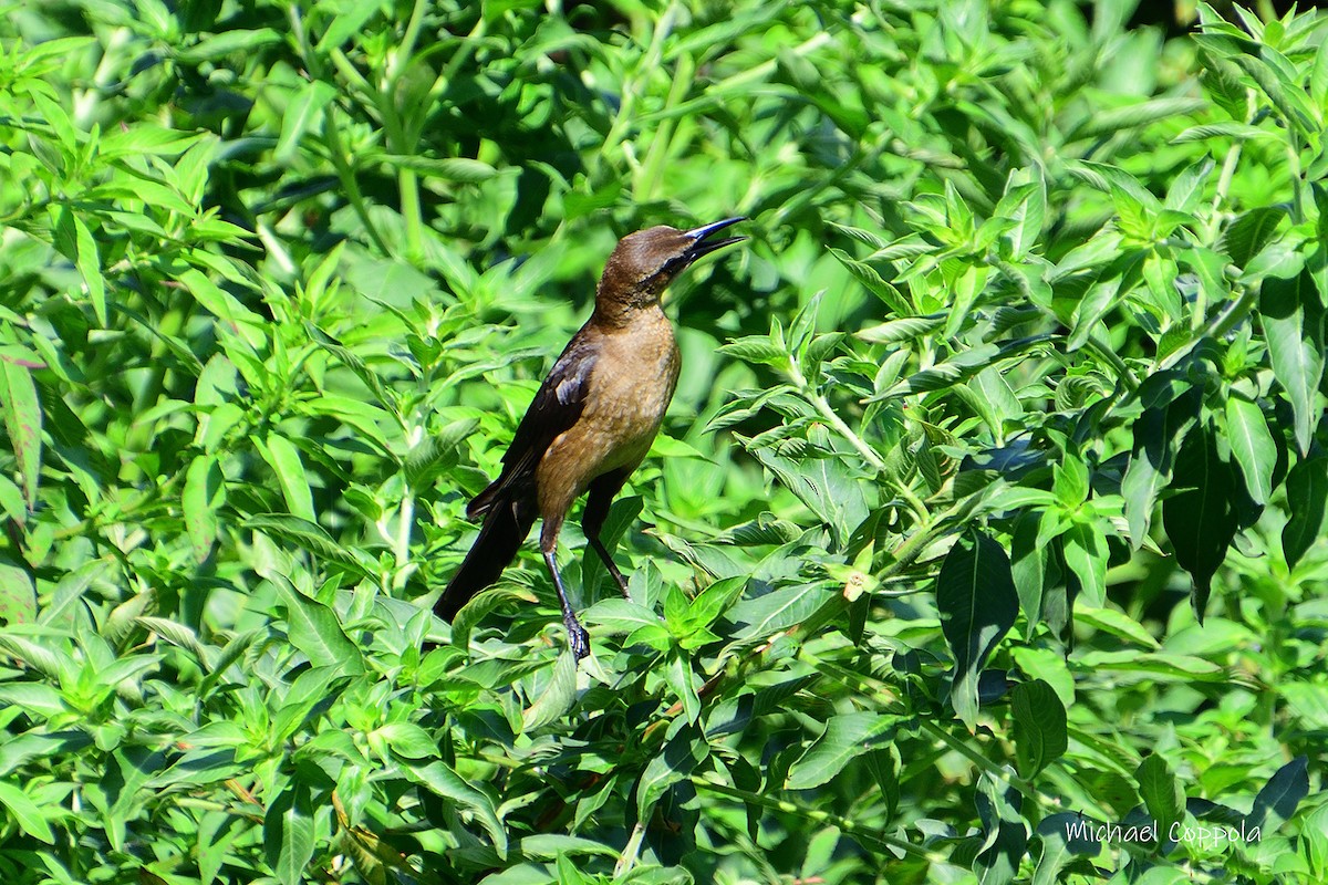 Boat-tailed Grackle - ML620038550