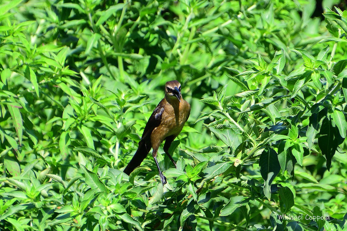 Boat-tailed Grackle - ML620038551