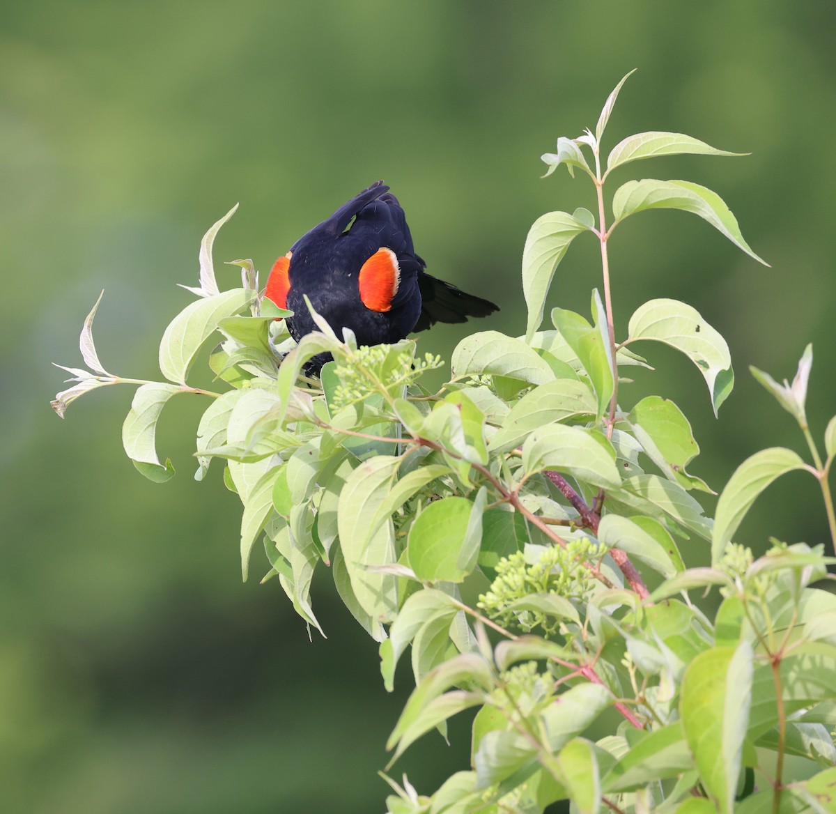 Red-winged Blackbird - ML620038555