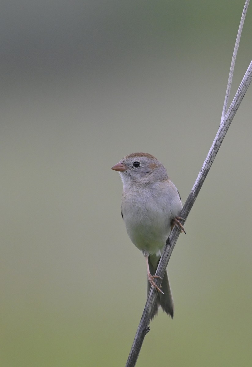 Field Sparrow - ML620038557