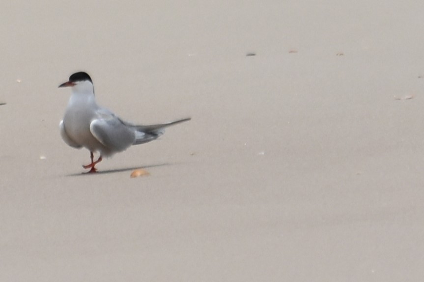 Common Tern - ML620038568