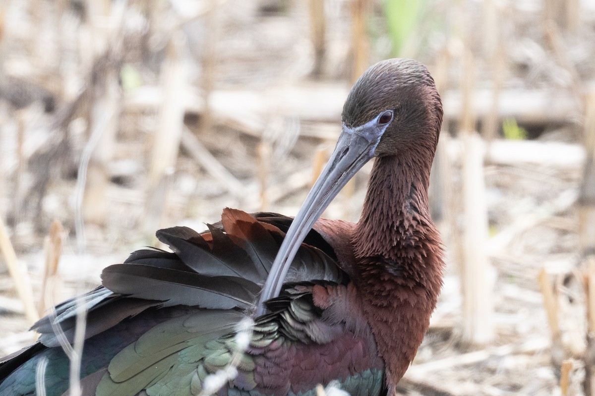 Glossy x White-faced Ibis (hybrid) - ML620038577