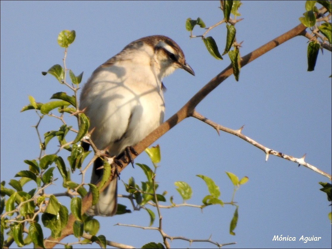 White-banded Mockingbird - ML620038589