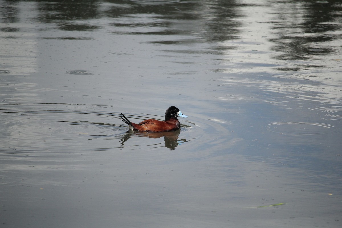 Andean Duck - ML620038594