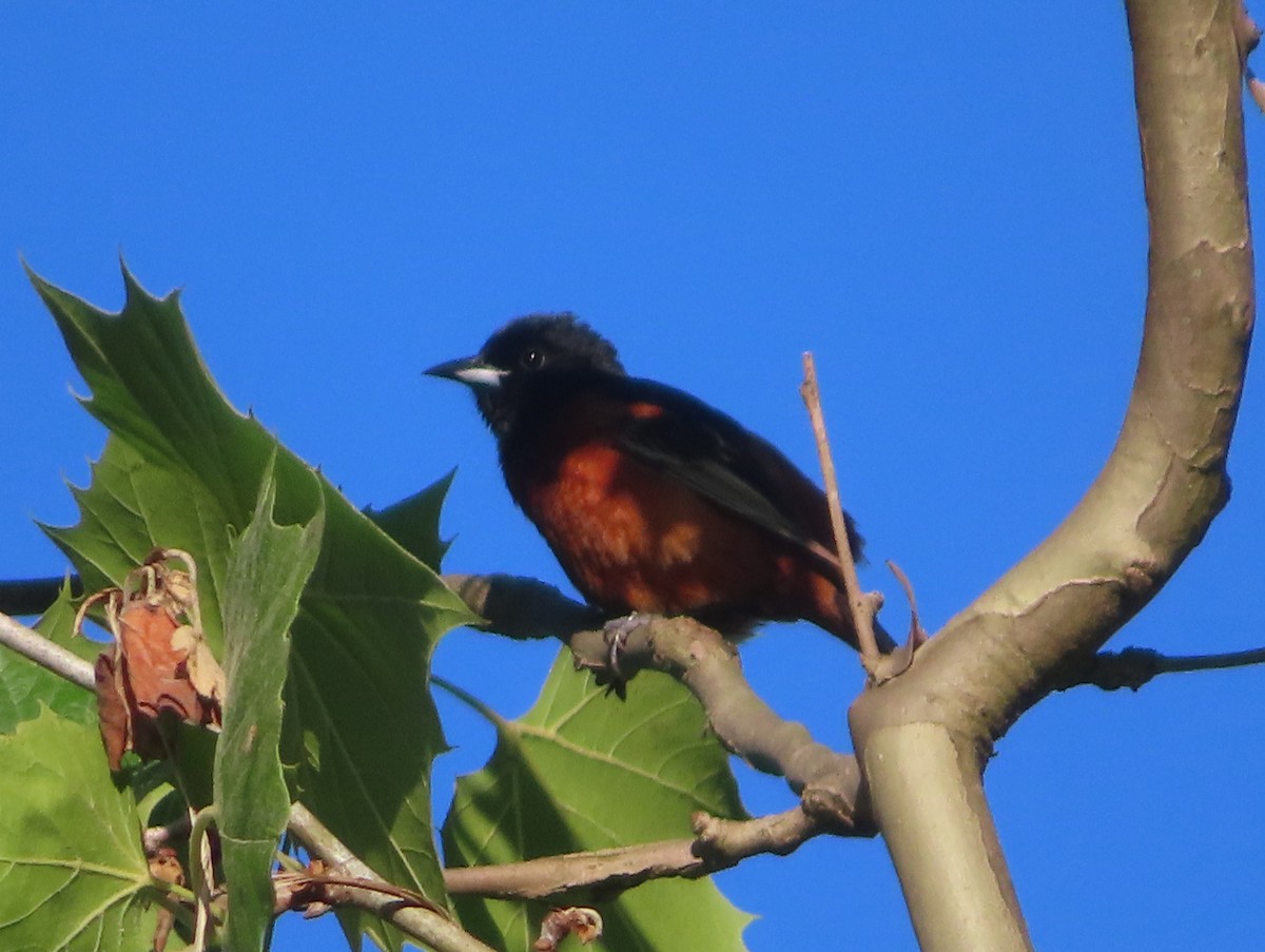 Orchard Oriole - ML620038596