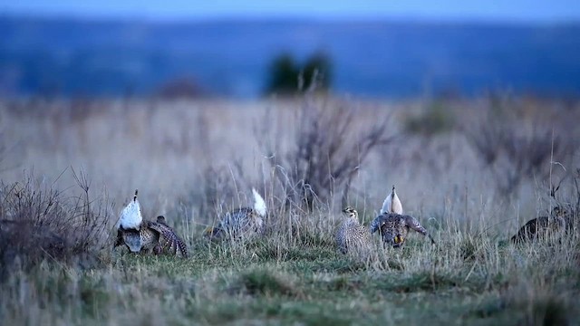 Sharp-tailed Grouse - ML620038604