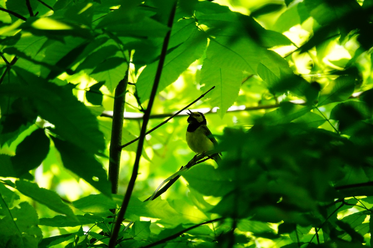 Hooded Warbler - ML620038609