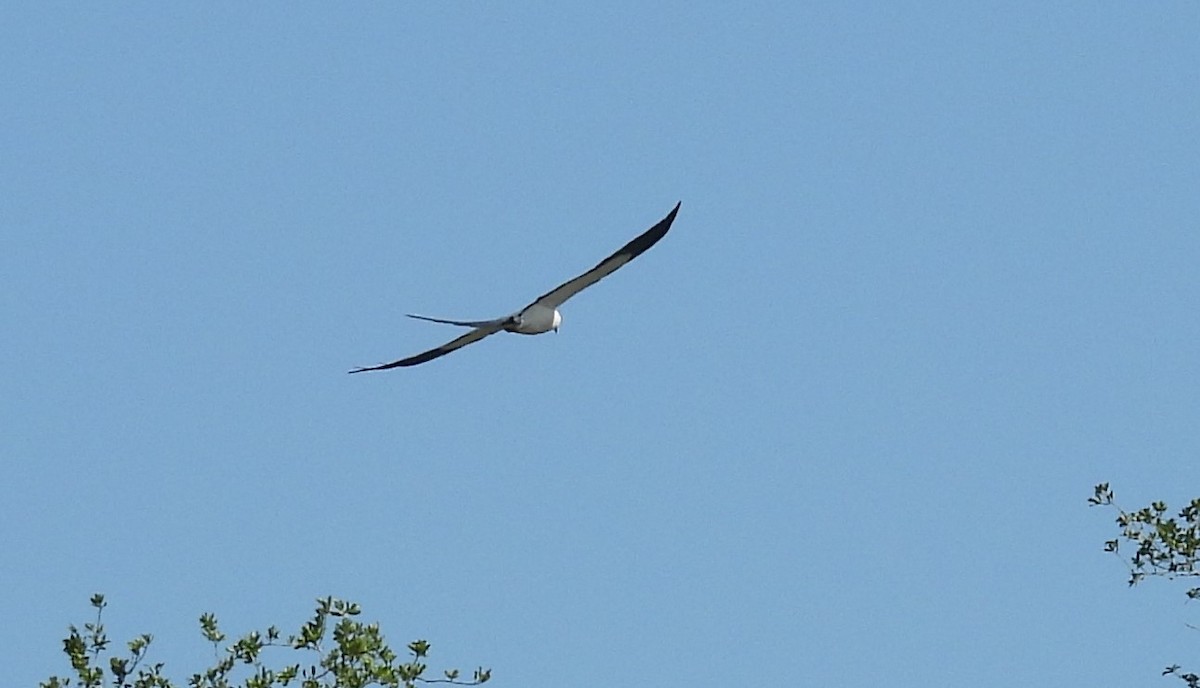 Swallow-tailed Kite - ML620038618