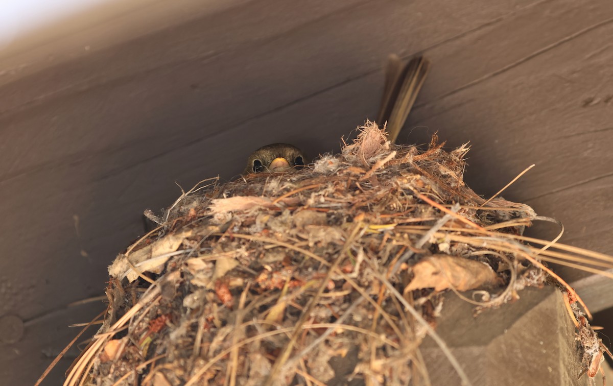 Western Flycatcher - ML620038620