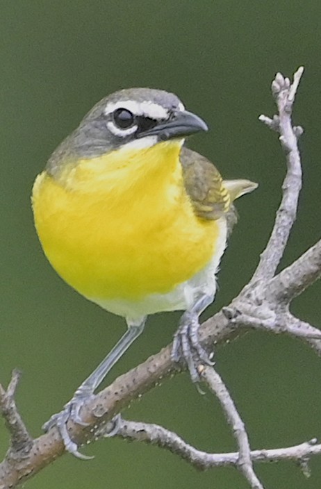 Yellow-breasted Chat - ML620038637