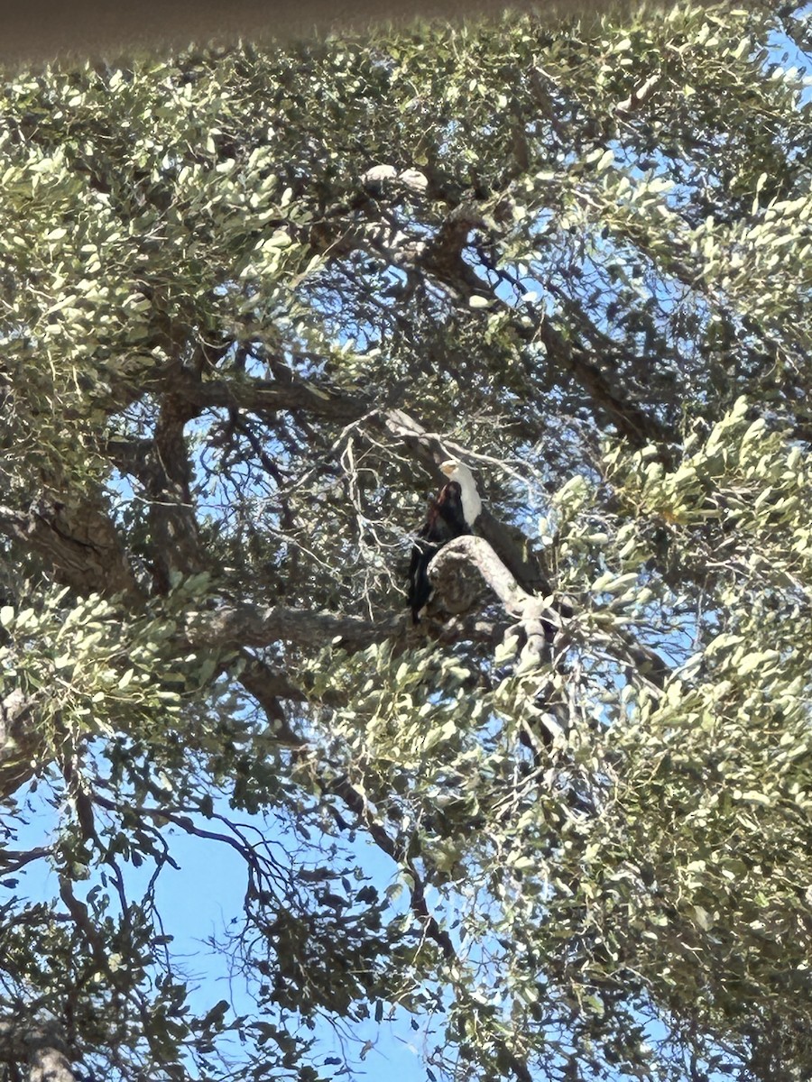 African Fish-Eagle - Lisa Edwards