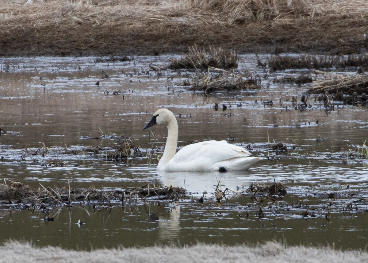 Tundra Swan (Whistling) - ML620038645
