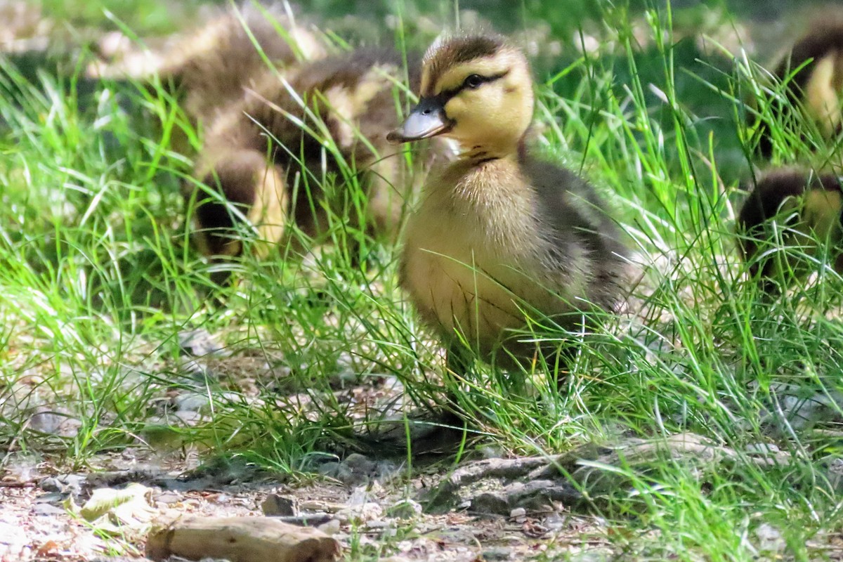 Canard colvert - ML620038653