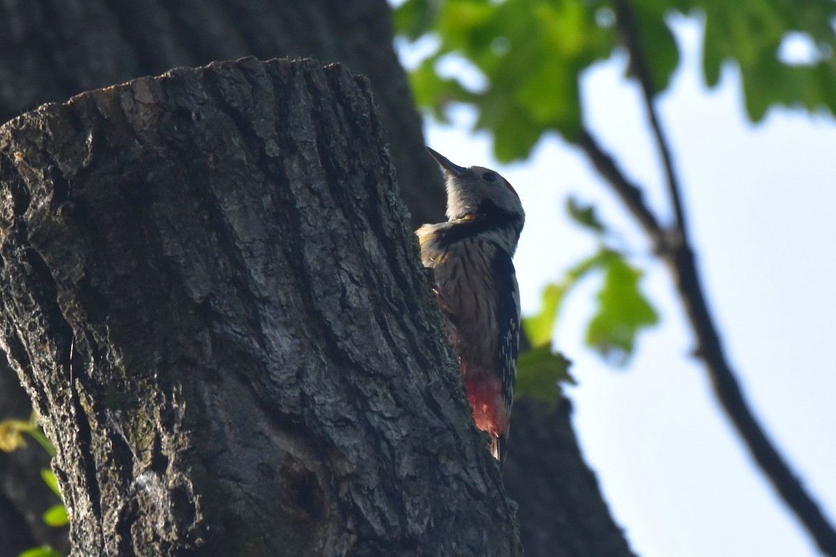 Middle Spotted Woodpecker - ML620038662