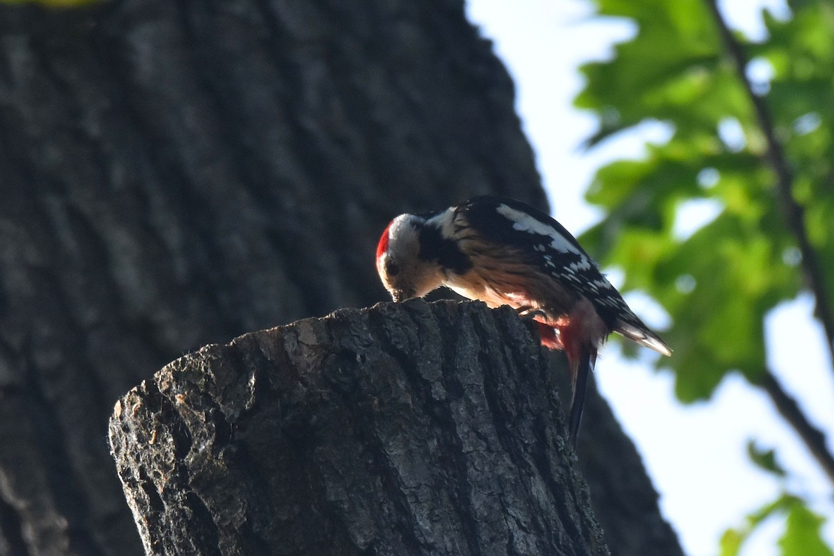 Middle Spotted Woodpecker - ML620038663