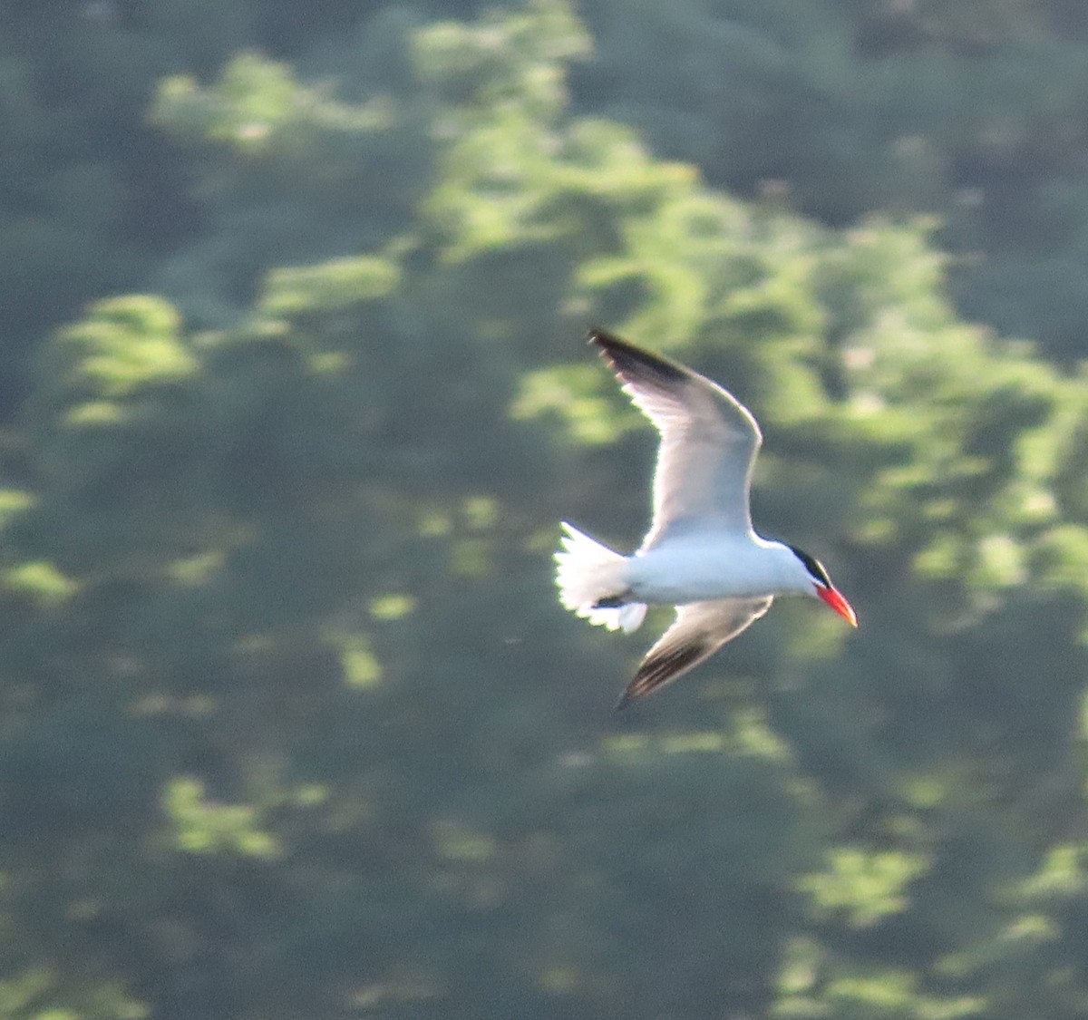 Caspian Tern - ML620038671