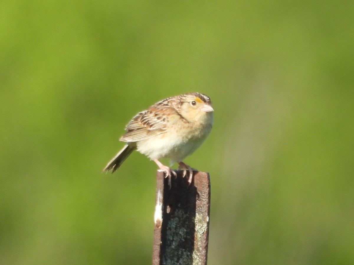 Grasshopper Sparrow - ML620038679