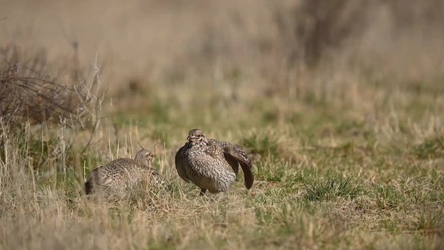 Sharp-tailed Grouse - ML620038680