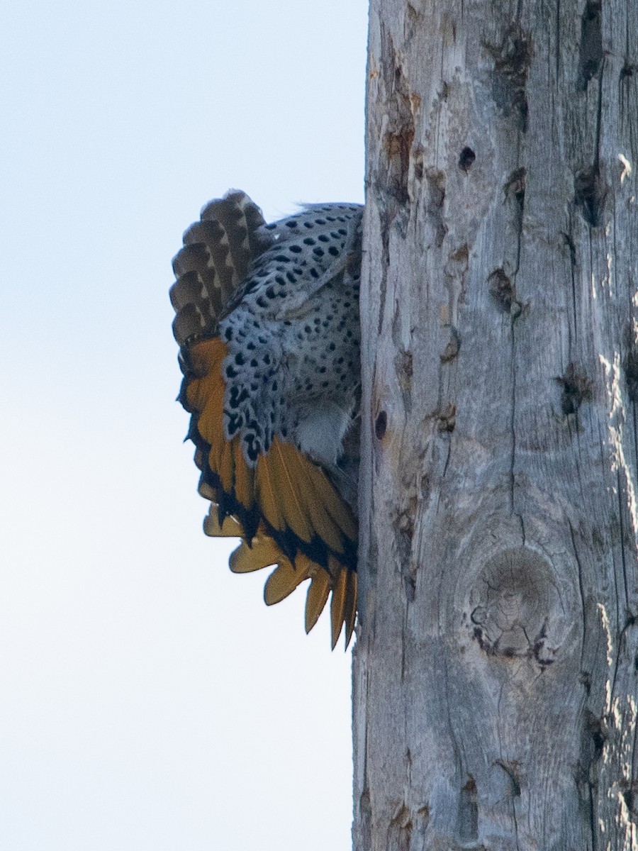 Northern Flicker (Yellow-shafted) - ML620038681