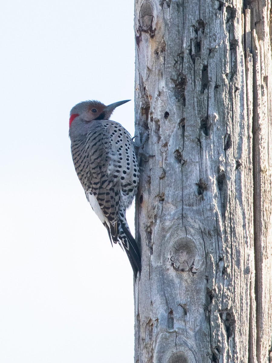 Northern Flicker (Yellow-shafted) - ML620038682
