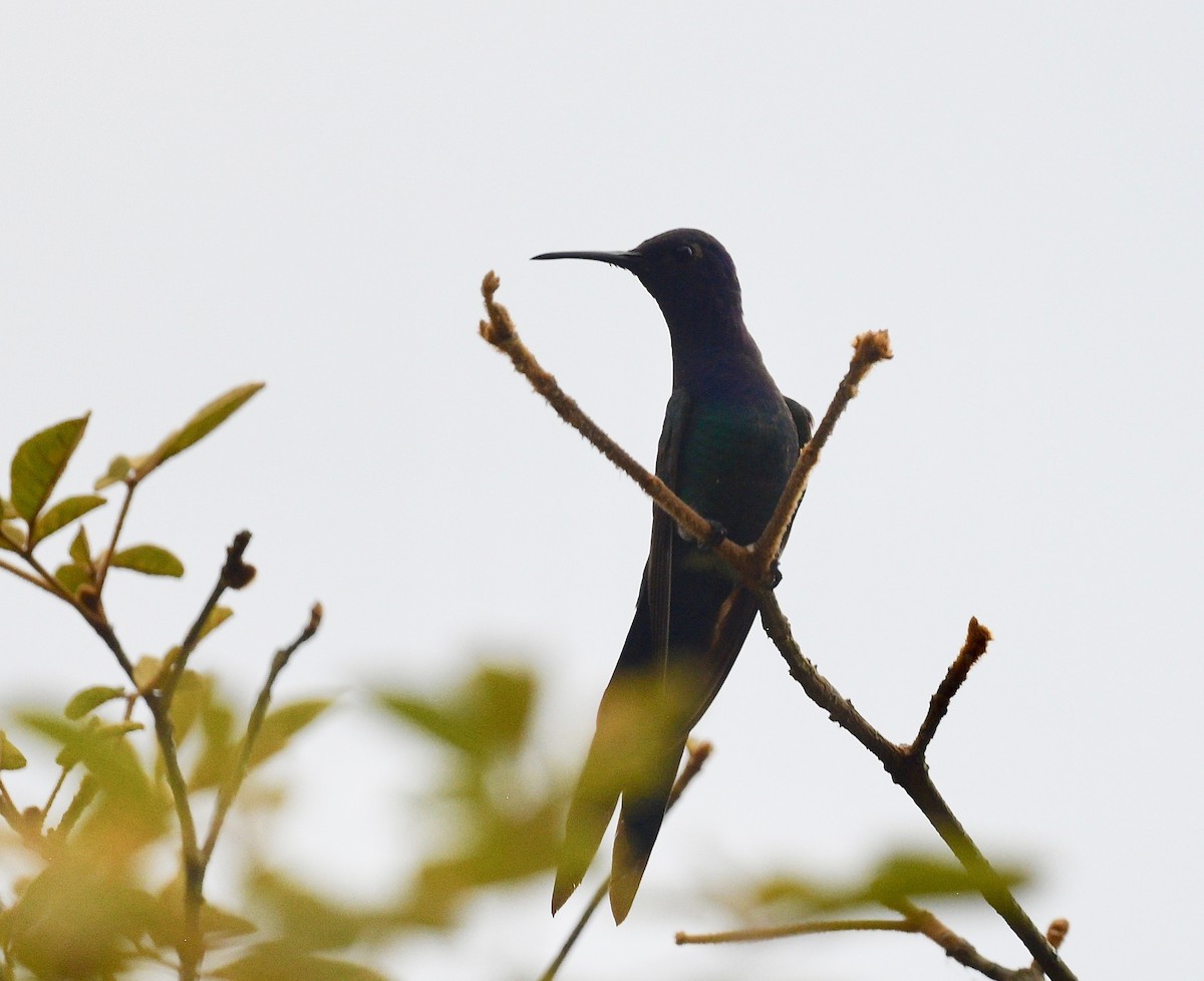 Swallow-tailed Hummingbird - ML620038684