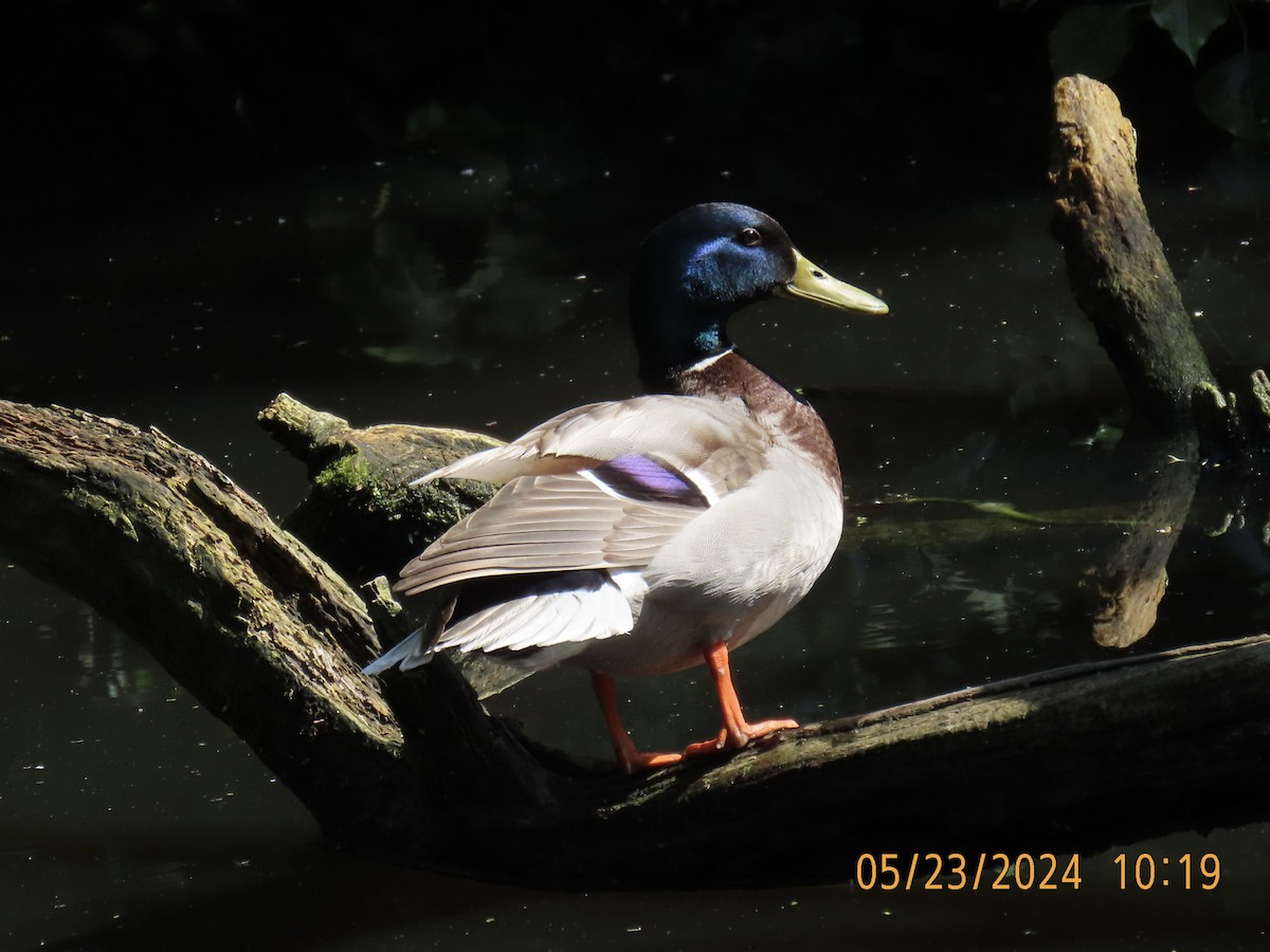 Canard colvert - ML620038691