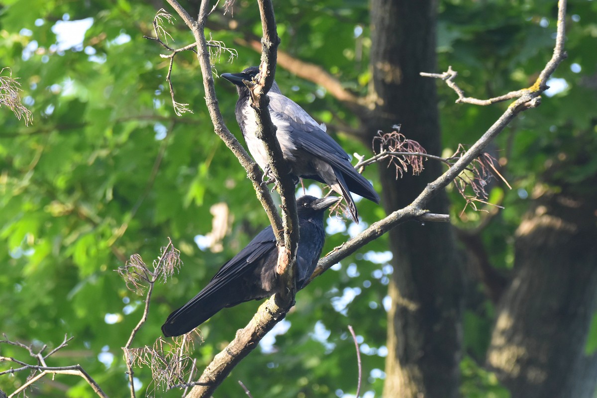 Carrion x Hooded Crow (hybrid) - ML620038694