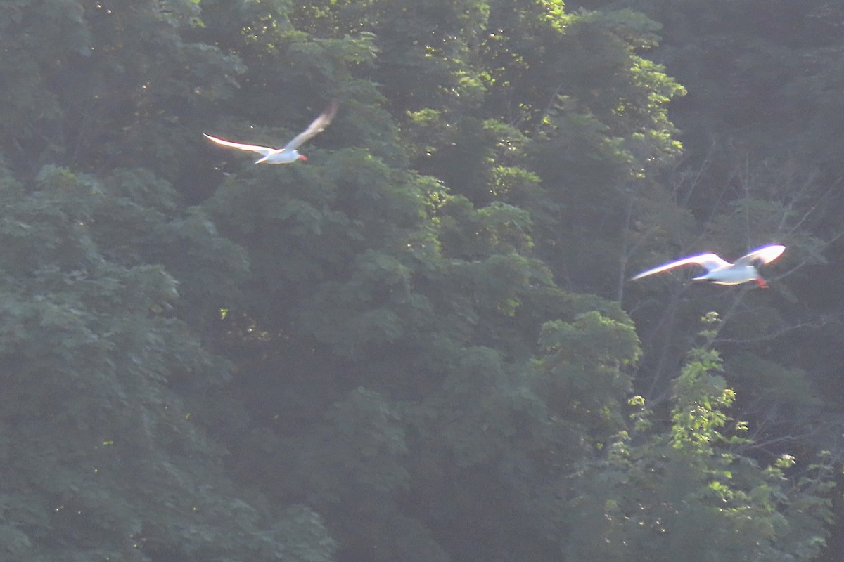 Caspian Tern - ML620038696